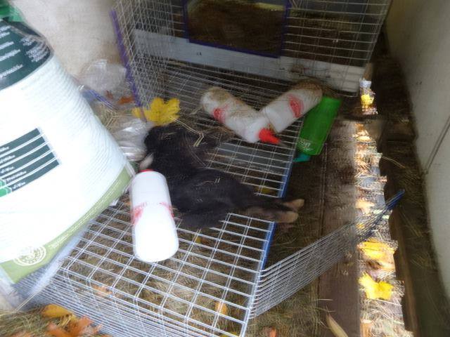 GSKWatchdog's tweet photo. Photos taken of dead rabbits at #GriffinShepherdKennels in Hyannis, MA. #StopGSK #AnimalCruelty #AnimalAbuse http://t.co/7s8EQzkcpN