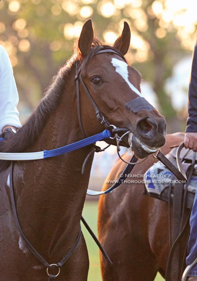 ThorobredInfo's tweet image. Congratulations to the 2014 Champion 3YO Filly, voted unanimously: #Untapable! #EclipseAwards