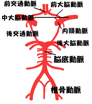 【ウィリス動脈輪の図】
血管の位置と名称を覚えることが重要！
国家試験にはこの図がそのまま出題されます。