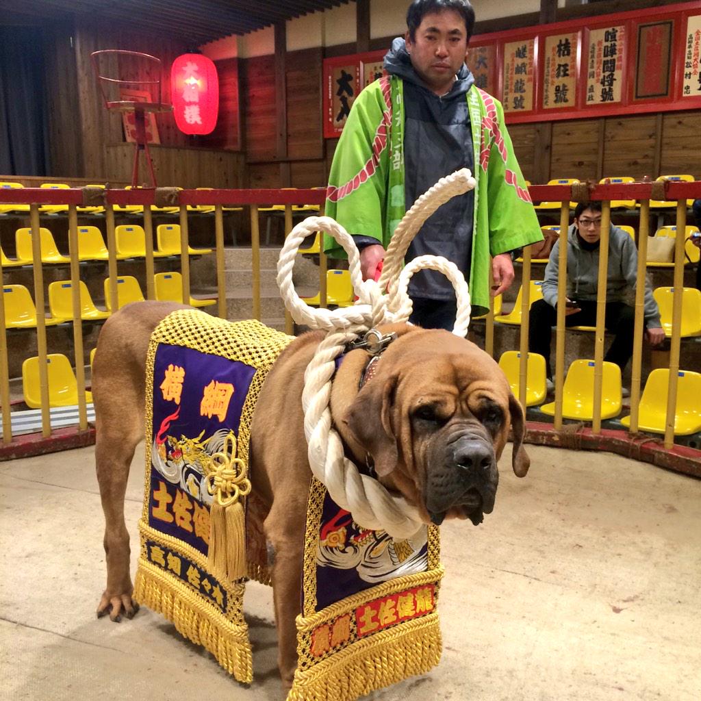 夏至 土佐犬相撲で 日本一になった横綱 威圧感と眼光はんぱない 土佐犬めっちゃかっけぇ Http T Co Hnxvsqkdx2 Twitter