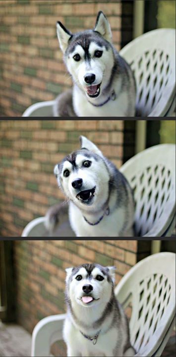 Everyone loves huskies, right? ..... Right?!