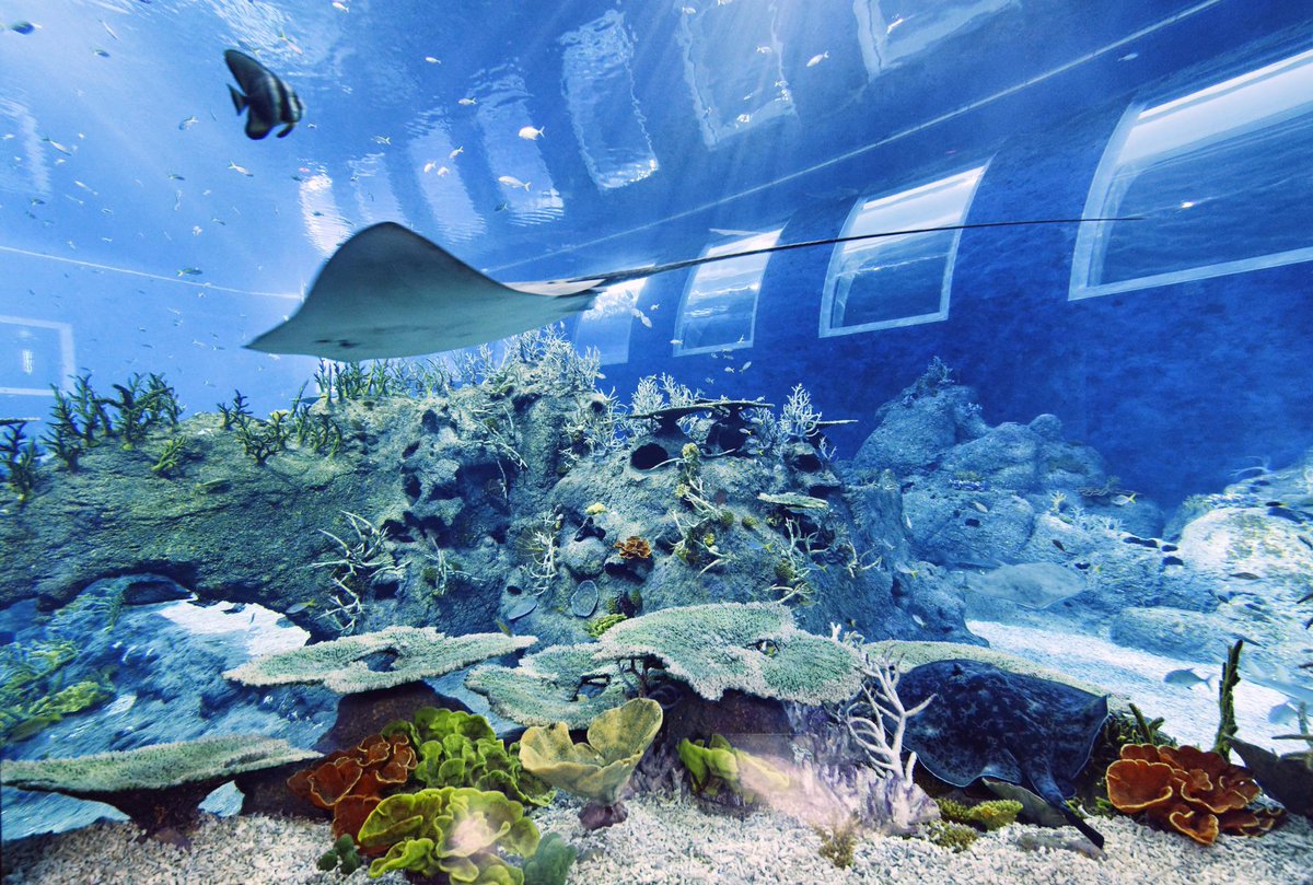 rwsentosaID's tweet photo. #TeREEFic deals! Promo dua atraksi utk S.E.A. Aquarium & Madame Tussauds hanya S$40! Info: http://t.co/FsdP3c2P7a http://t.co/k9KSVPnEY2
