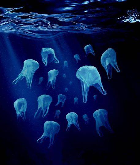 Ecogranjero's tweet photo. Vos notas la diferencia, pero una tortuga no. La bolsa de plástico es  el depredador más mortífero del océano. http://t.co/UuyyZjIKRw