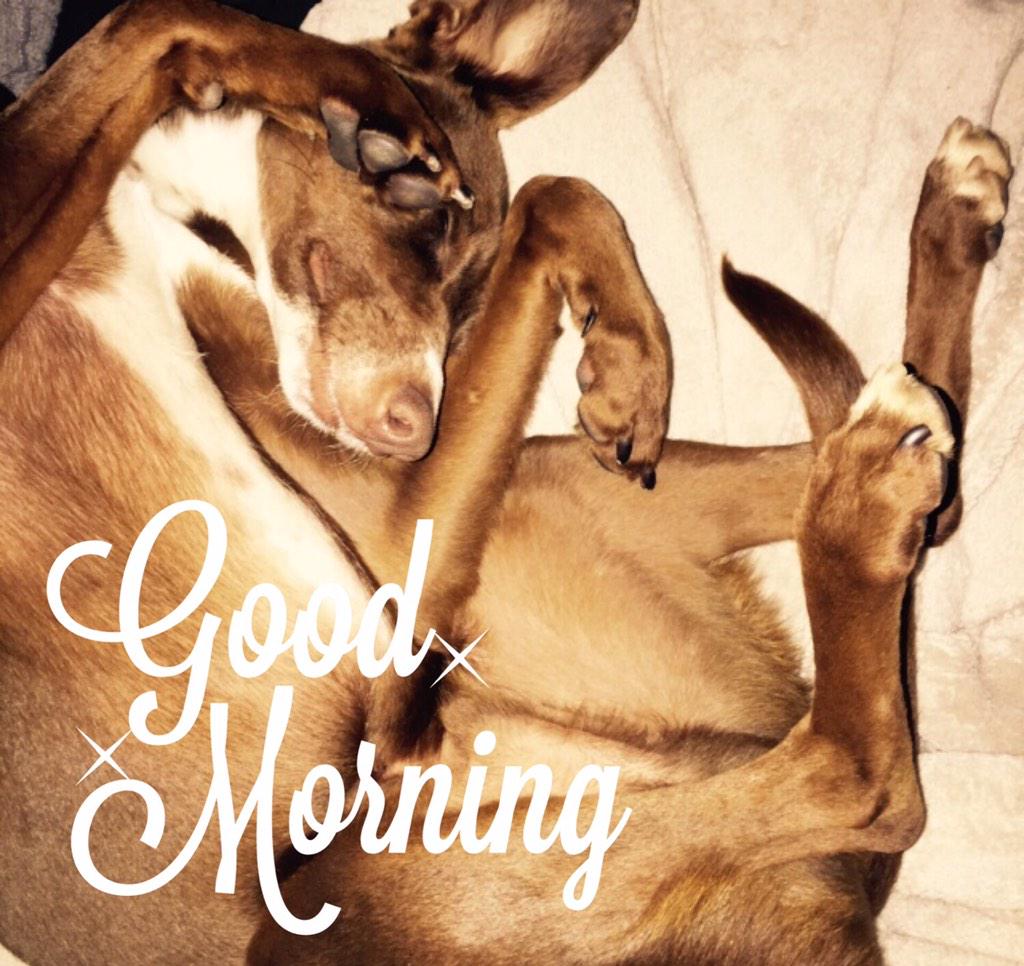 #morning #foster #shelter #shelterdog #animalinneed #unconditionallove #adopt #DontShopAdopt animalinneed.com/sectie-honden/…