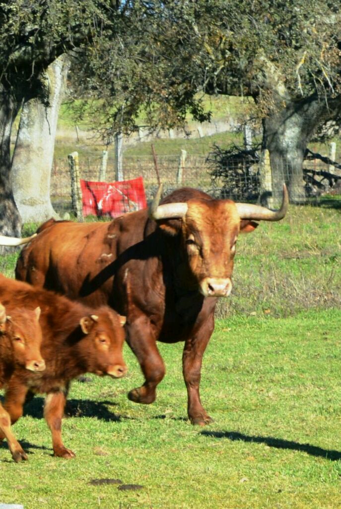 "Comedor", #ToroDelAntruejo 15 esta mañana con los benjamines de la ganadería en una soleada y fría mañana de Domingo