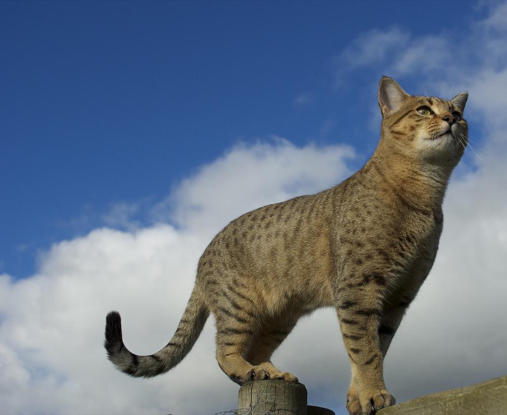 超美的な猫図鑑 Biteki Neko Twitter