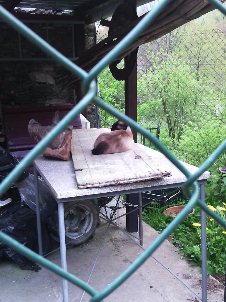 IGATTIDIDINA's tweet image. Babidool che dorme tranquilla.. :)