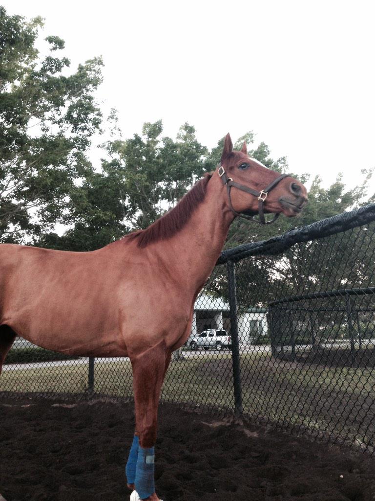 HAHO_92's tweet image. Someones feeling rather happy with himself this morning #mainsequence #EclipseAwards @HerringswellStb @RajivMaragh