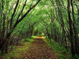 WakeHereward's tweet photo. As the Conqueror moved north & subjugated the English we launched a guerilla war #TheOutlaw #Brunneswald #Silvatici http://t.co/IVjUa42L2z