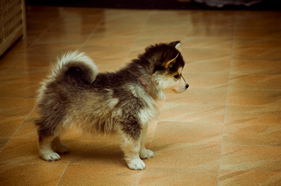 awkwardgoogle's tweet photo. This is a "Pomsky" - A cross between a pomeranian and a husky. They stay about this size their entire life. http://t.co/x11Ku37iif