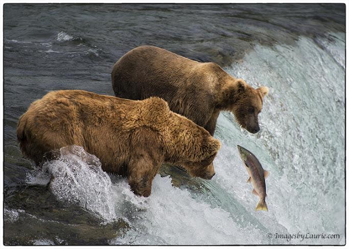 Desynina3's tweet image. #predatori e #prede in natura