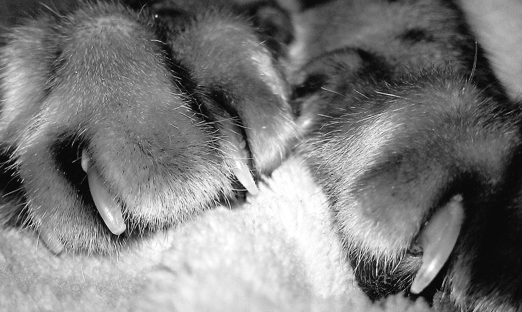 Acilentz's tweet photo. Declawing a cat is like cutting off a humans finger at the first knuckle! @pawproject  #declawing #stopthecruelty http://t.co/c3DmjKEar6
