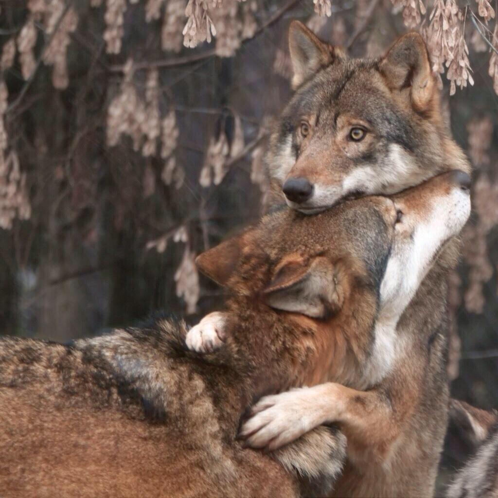 Tania6976344's tweet image. : @briggs1957 ..lets protect our wolves..! #WolvesForEver 😎❗️ http://t.co/39h5gKoMAt”