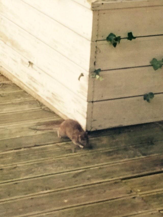 Larastpierrex's tweet image. There&apos;s a rat in me garden what am I gonna do #rodentproblems #help #weareallgonnadie