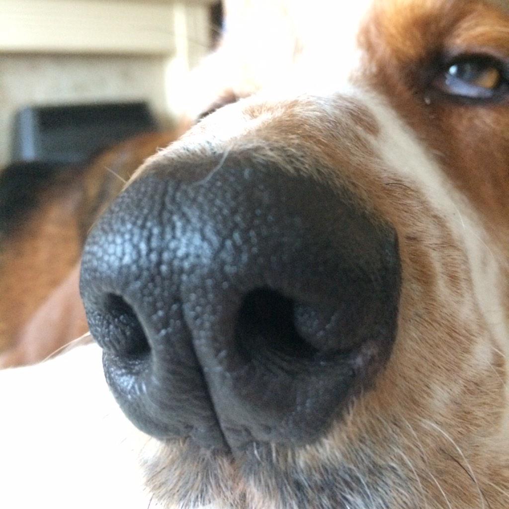 bassetrescuenet's tweet photo. Show us your snouts! #snoutoff http://t.co/i0d003Aimy