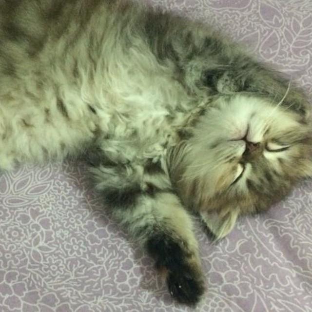 instagramkitten's tweet photo. #q8 #kuwait #cats #forsale #sale #cute #kittens #kuwaitcats #cutecats #cutekittens #inst... http://t.co/FE9bpOIdpB http://t.co/IlyAKq9HPo