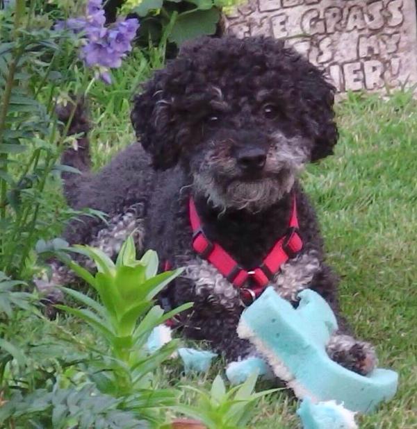 Baldwin432S's tweet image. @TheDogsRoom  #HarveysLaw reaches 100,000 signatures epetitions.direct.gov.uk/petitions/62490  @Harveysarmy1 and all supporters #dogs