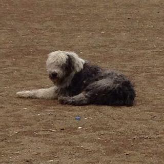 RescateAnimalEC's tweet photo. Alguien "extravió" a este amigo? #PerrosyGatosPerdidosGYE http://t.co/8QW2TPXjy5