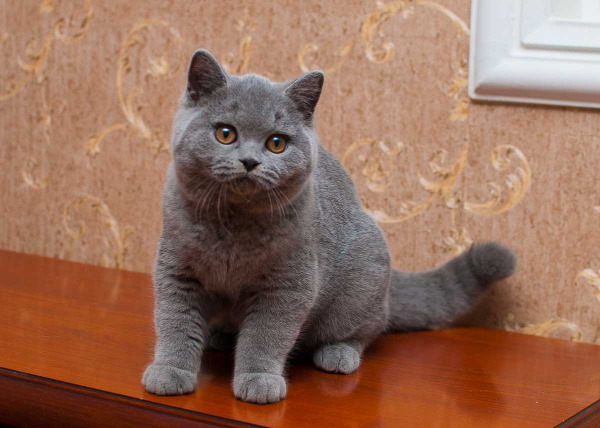 brikoshka's tweet photo. Наш будущий производитель http://t.co/XEUtLWRVwA  #британскийкот #плюшевый #уютвдоме #котэ #бриташка #питомецдлядуши http://t.co/P3QrmwhFCd