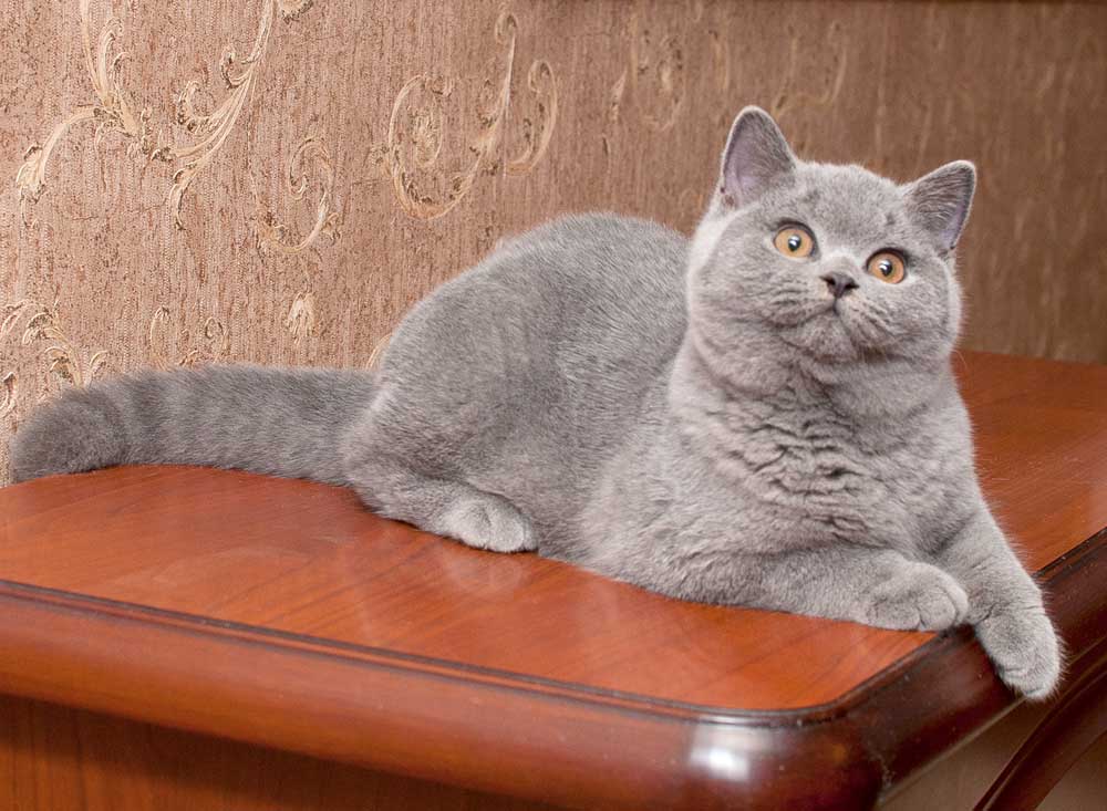 brikoshka's tweet photo. Наш будущий производитель http://t.co/XEUtLWRVwA  #британскийкот #плюшевый #уютвдоме #котэ #бриташка #питомецдлядуши http://t.co/P3QrmwhFCd