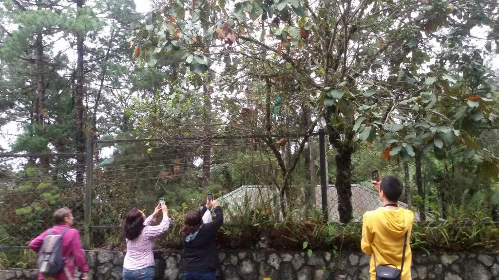 cesarcoban's tweet photo. Exelente Tiempo para ir a ver el Quetzal en el Biotopo Dr. Mario Dary Rivera. http://t.co/F9qHBmQBEA