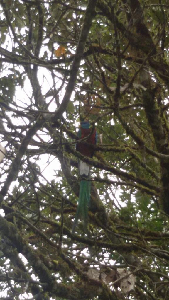 cesarcoban's tweet photo. Exelente Tiempo para ir a ver el Quetzal en el Biotopo Dr. Mario Dary Rivera. http://t.co/F9qHBmQBEA