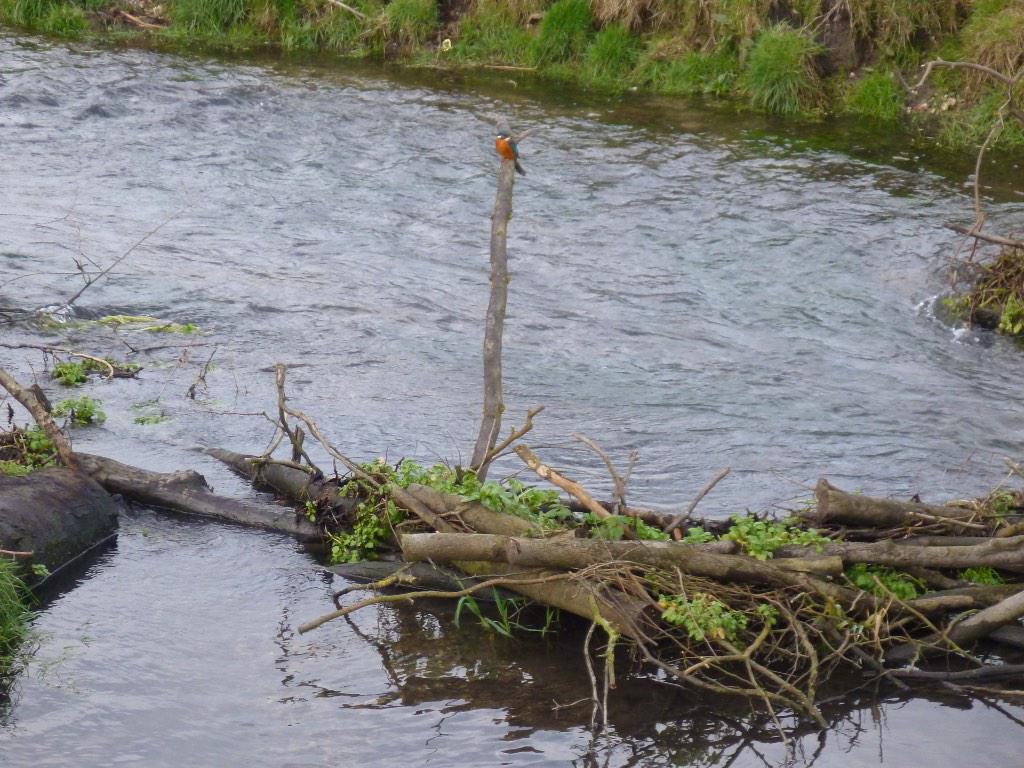 Tough morning on the canal, saved a blank with a bream on the way back to the car, good to finally see an E.A bayliff