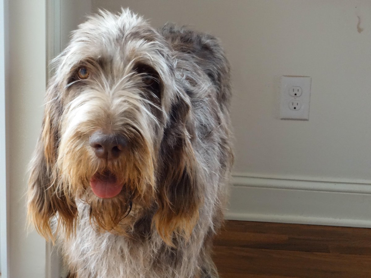 AnimalPlanet's tweet image. The Spinone Italiano is an great gun dog that dates back to the 15th century. &amp;gt;&amp;gt; bit.ly/1sqb3DO #Dogs101