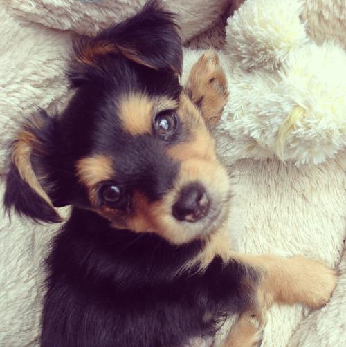Modachica1's tweet photo. Muero de amor por esta carita. http://t.co/DG6AO4xXBu