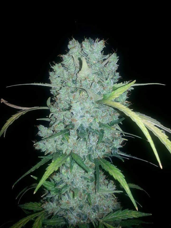 JackHerer952's tweet photo. Connoisseur's Delight... "Big Bud" #StonerNation #StonerFam #StayBlazed http://t.co/8AGwnSdeuy