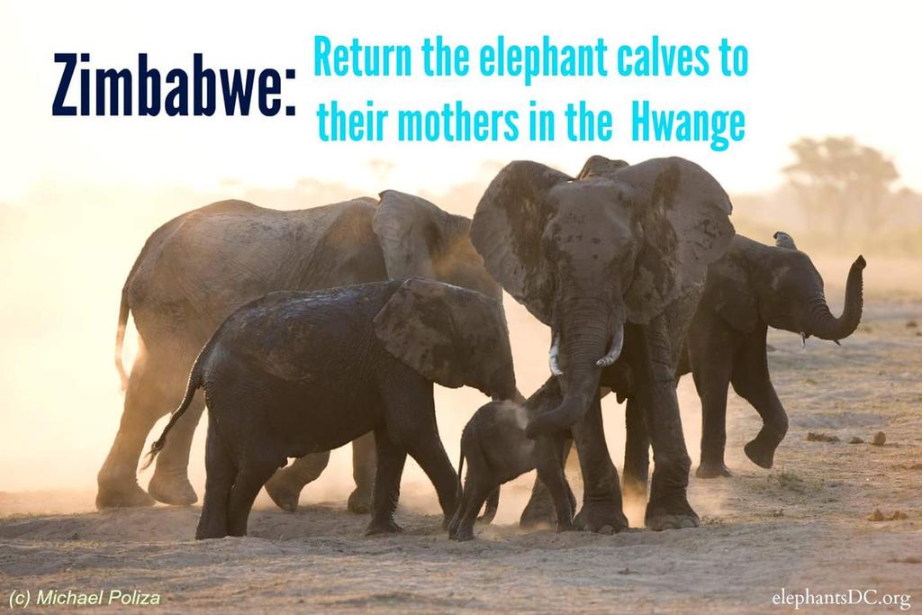 PROTECT ALL WILDLIFE tweet media