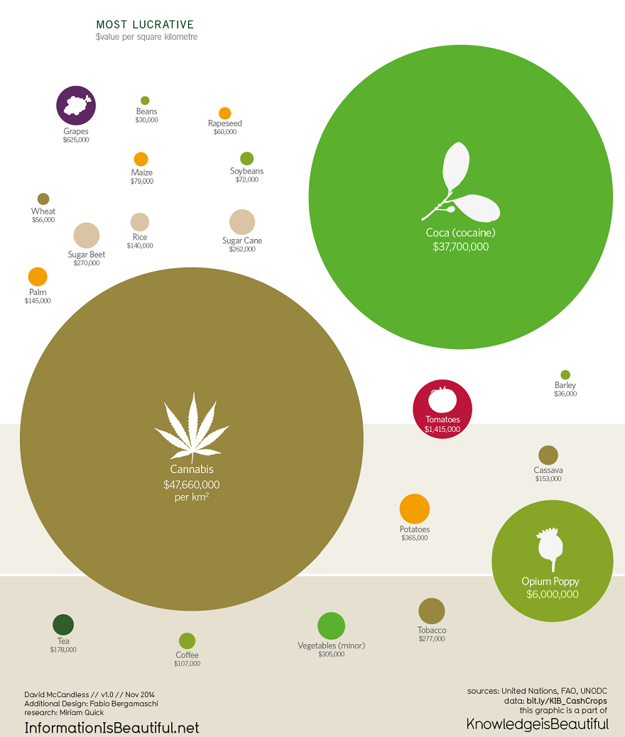 LegalizaColima's tweet photo. ¿Cuál es el cultivo más rentable por kilómetro cuadrado? Adivinaste: la #marihuana. ¿Por qué no la legalizamos? http://t.co/467837dVlS