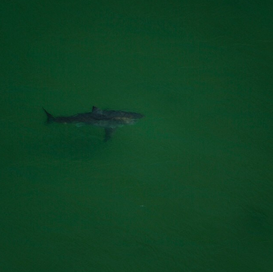 OCEARCH's tweet photo. ICYMI: 14ft+ 2,300lbs @Shark_Katharine pings close to 16ft+ 3,500lbs @MaryLeeShark in #LowCountry, #SouthCarolina! http://t.co/NnHOzO1UEb