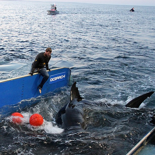 OCEARCH's tweet photo. ICYMI: 14ft+ 2,300lbs @Shark_Katharine pings close to 16ft+ 3,500lbs @MaryLeeShark in #LowCountry, #SouthCarolina! http://t.co/NnHOzO1UEb