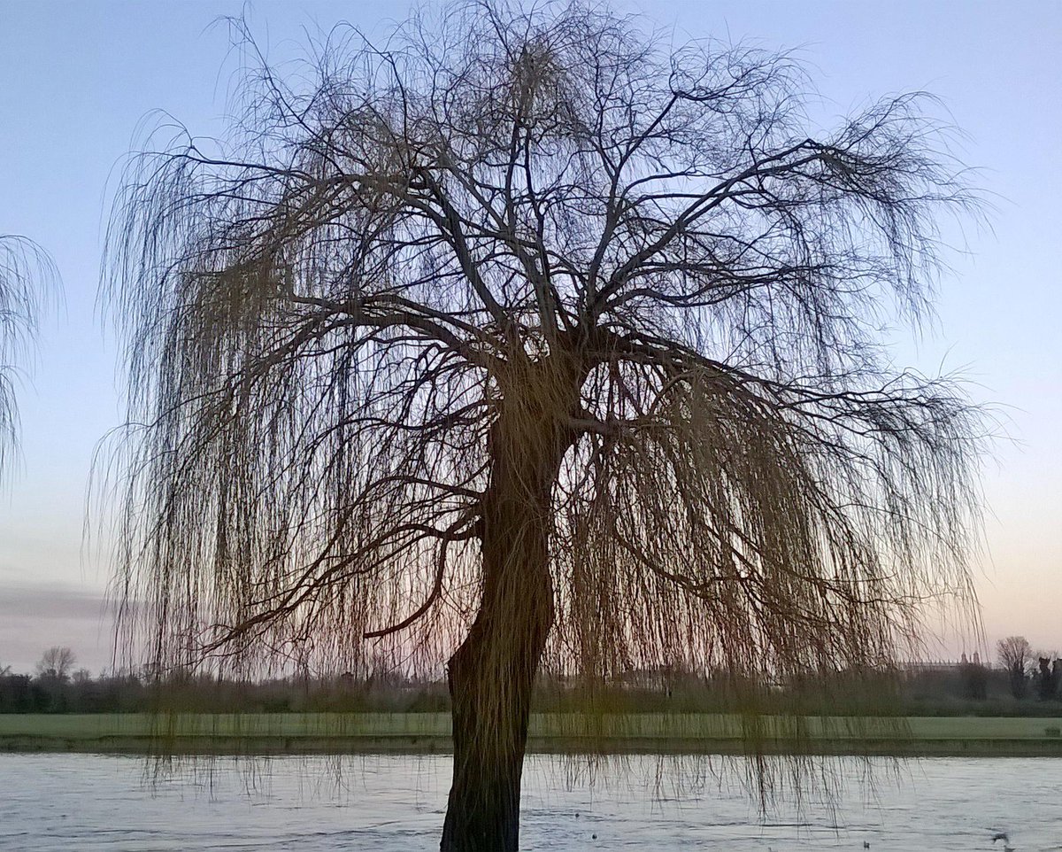 JayLeeDallas's tweet image. #WeepingWillow #Tree over the #Windsor #Riverside at #Sunset! #beautiful!