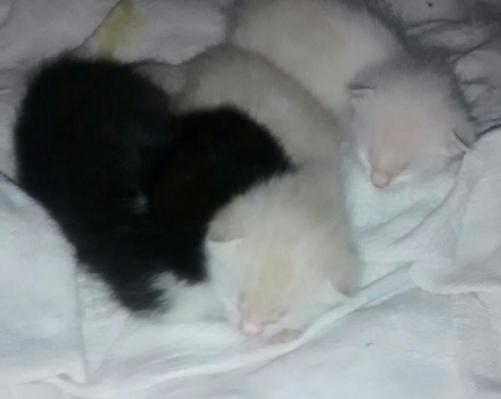 MARCELAOSPINA's tweet photo. Mira estos tienen 15 dias de nacidos...mimimi http://t.co/lFKxXGi3Ij