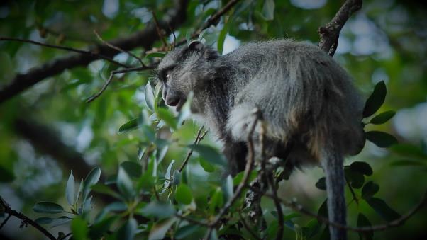 5050TV's tweet photo. What can be done to help this special species from the threats? #samango #monkeys @bertusmopkop @SABC3 #naturesbeat http://t.co/BiUoHVX9G2