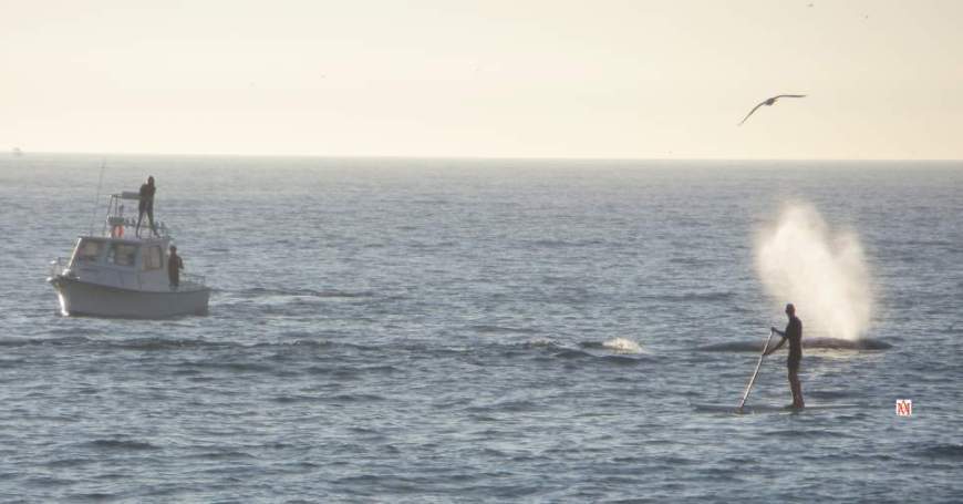 TroubleAlex's tweet image. Whale and her calf, january'15
#whale #SUP #paddleboard #RedondoBeach #lax #LosAngeles #beach  #palosverdes #southbay