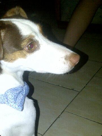 Barbara_c25's tweet photo. @JackRussellVzla hola me llamo dana valentina http://t.co/rdbYYgVAQo