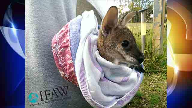 FOXLA's tweet photo. #ProjectPouch: Orphaned Joeys With Injuries In Australian Brushfires Need Your Help http://t.co/3iDy7EQVMs http://t.co/40HgqwkFmi