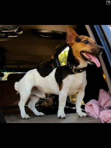 Barbara_c25's tweet photo. @JackRussellVzla hola me llamo rocky jose y soy el consentido de la casa. http://t.co/MFRCCstEx8