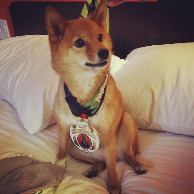 OBEYshiba's tweet photo. #RebelChallenge: 10k & half marathon on consecutive days. Taro the Shiba is proud. #RunForOurSons #ParentProjectMD http://t.co/QIwFBXtfJd