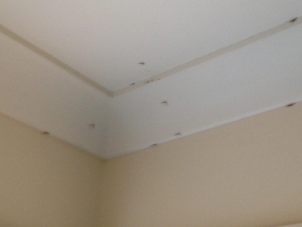 John Rafferty On Twitter Tiny Huntsman Spiders Explore Kitchen