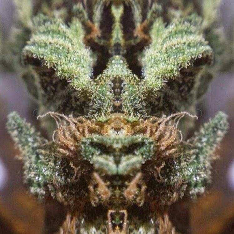 alphabud's tweet photo. “@peaceandherbs: Puff the magic dragon. http://t.co/cz8cn2zDGf”