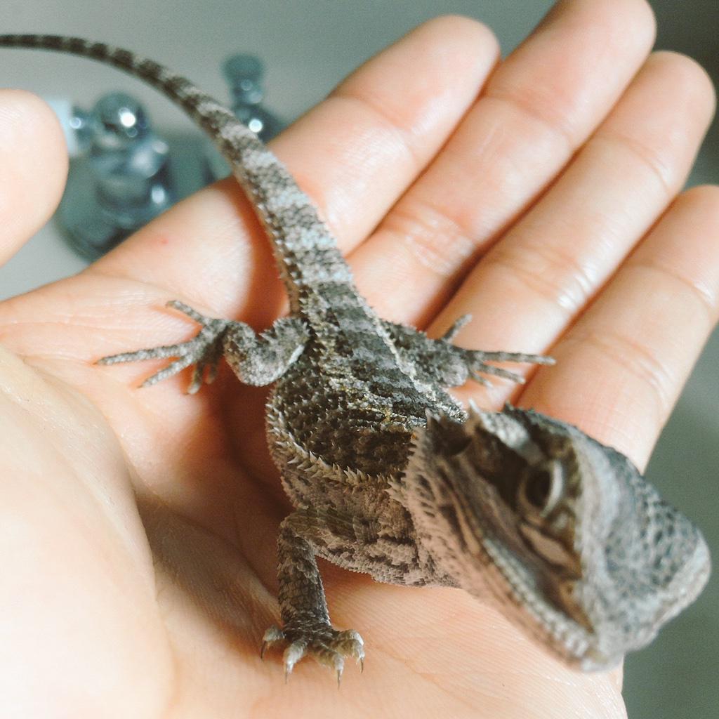 RichyyMorales's tweet photo. Got my Bearded Dragon 😍 http://t.co/fYxg7xQuye