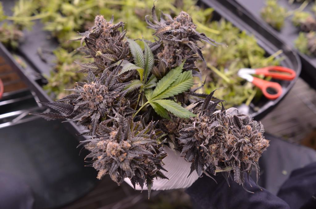 A little green and blueberry for Seattle today. #cannabis #i502 #Seattle