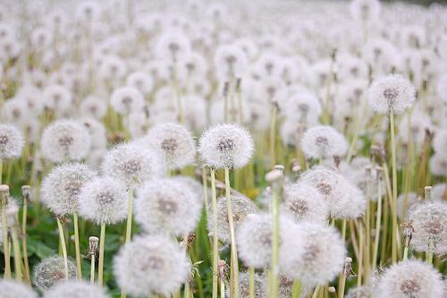 Dandelions are shooting stars in the day, a field full of wishes