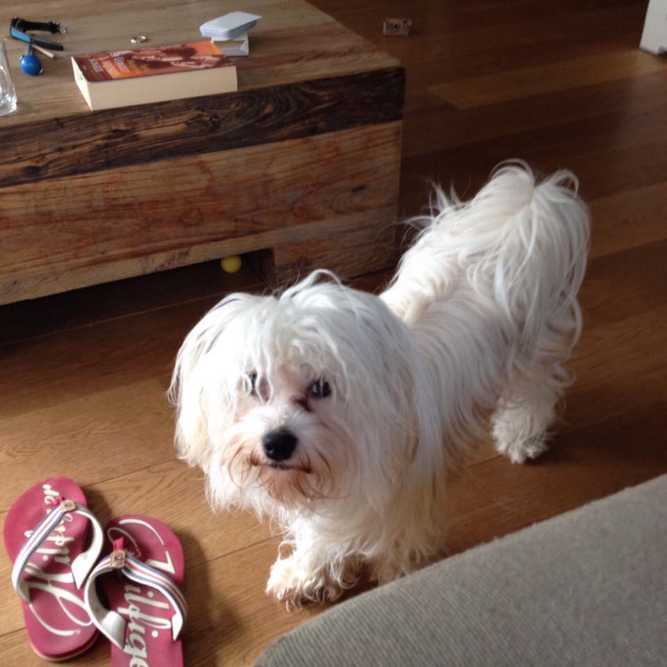 MDAlgera's tweet photo. Sinds vanmiddag vermist in bos  #koekangerveld hond Luca. Graag retweeten! http://t.co/TpbeiP2JDt