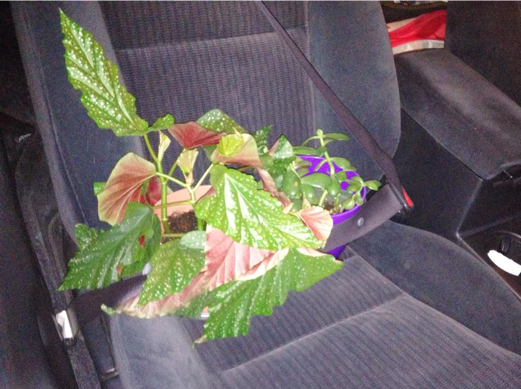 CCForestJustice's tweet photo. Don't forget to buckle your plants in for the ride back to Conn! #safetyfirst http://t.co/MaBY3ORgD5