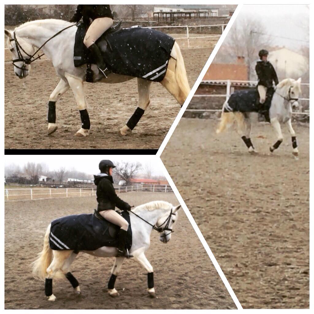 “<a href="/PostureoCaballo/">Postureo Caballos</a>: Buen entreno hoy 😍 con nieve y todo por fín ”